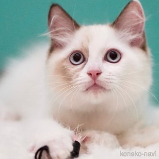 販売中の東京都のラグドール-114593の1枚目
